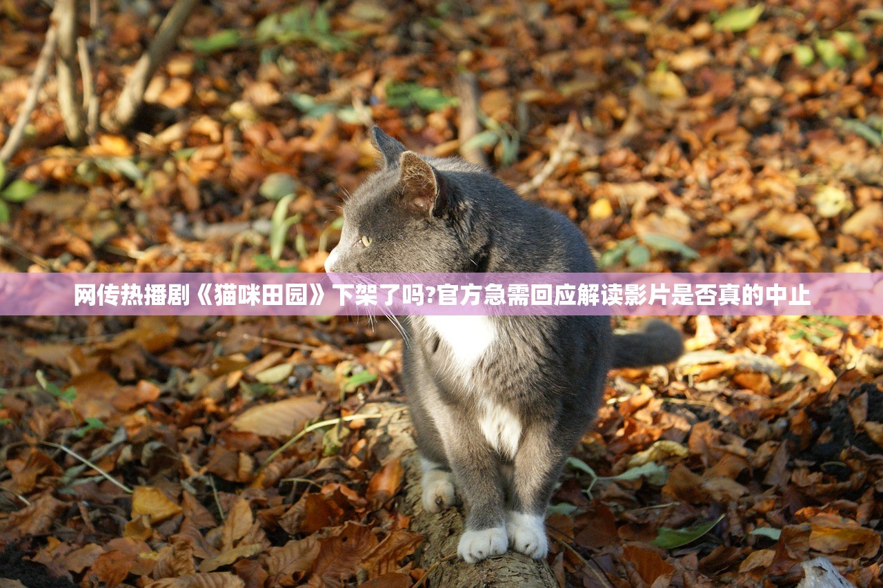 网传热播剧《猫咪田园》下架了吗?官方急需回应解读影片是否真的中止