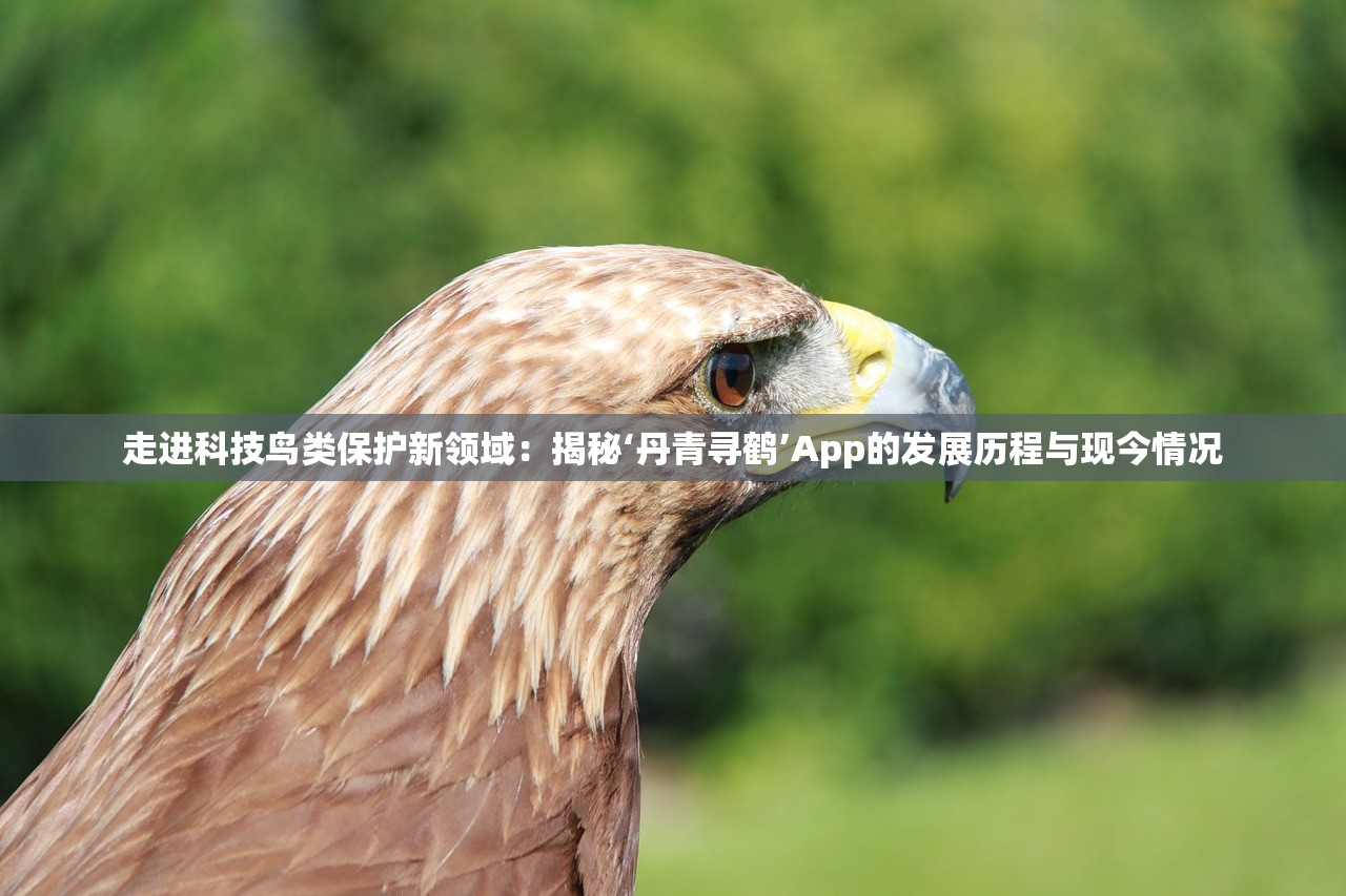 走进科技鸟类保护新领域：揭秘‘丹青寻鹤’App的发展历程与现今情况